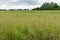 Ripe Canola Field, Green Rapeseed Pods, Mustard Plant Harvest, Oil Plants Farm, Rapeseed Pods Closeup