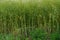 Ripe Canola Field, Green Rapeseed Pods, Mustard Plant Harvest, Oil Plants Farm, Rapeseed Pods Closeup