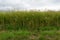 Ripe Canola Field, Green Rapeseed Pods, Mustard Plant Harvest, Oil Plants Farm, Rapeseed Pods Closeup
