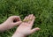 Ripe Canola Field, Green Rapeseed Pods, Mustard Plant Harvest, Oil Plants Farm, Rapeseed Pods Closeup