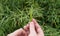 Ripe Canola Field, Green Rapeseed Pods, Mustard Plant Harvest, Oil Plants Farm, Rapeseed Pods Closeup