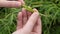 Ripe Canola Field, Green Rapeseed Pods, Mustard Plant Harvest, Oil Plants Farm, Rapeseed Pods Closeup