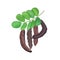 Ripe Carob branch with sweet pods, leaves on white background. vector illustration. for food decoration, bakery