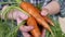 Ripe carrots in a hands of a farmer