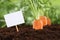 Ripe carrots in vegetable garden with empty sign