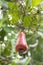 Ripe cashew apple and seed