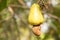 Ripe cashew fruit in a tree