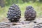 Ripe Cedar cones with nuts. Still life from the Siberian taiga. Siberian pine cone