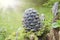 Ripe Cedar cones with nuts. Still life from the Siberian taiga. Siberian pine cone