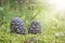 Ripe Cedar cones with nuts. Still life from the Siberian taiga. Siberian pine cone