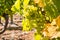 Ripe Chardonnay grape bunches hanging on vine in vineyard with blurred background and copy space