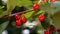 Ripe cherries on a branch in the evening light, bokeh.