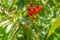 Ripe cherries in a bunch hanging from a branch with green leaves