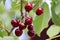 Ripe cherries grow on a tree in summer in Poland. Cherries seen up close grow on a tree
