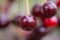 Ripe cherries in an orchard on a tree branch.