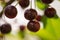 Ripe cherries in an orchard on a tree branch.