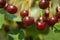 Ripe cherries in an orchard on a tree branch.