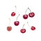 Ripe cherries painted with watercolor on white. Botany illustration