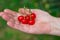 Ripe cherries in the palm of a woman. Delicious ripe sweet fruits grown in the garden
