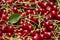 Ripe cherries with stem and leaves, berry Burgundy background