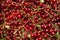 Ripe cherries with stem and leaves, berry Burgundy background