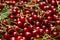 Ripe cherries with stem and leaves, berry Burgundy background