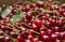 Ripe cherries with stem and leaves, berry Burgundy background