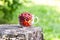 Ripe cherries and strawberries in a transparent cup on tree stump. Fresh red fruits in summer garden