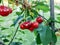 Ripe cherries in the tree - in Maramures, Romania