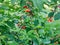 Ripe cherries in the tree - in Maramures, Romania