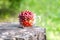 Ripe cherriesand strawberries in a glass cup on tree stump. Fresh red cherry fruits in summer garden in the countryside