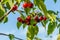 Ripe cherry. beautiful, ripe cherries ready to be picked