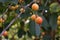 Ripe cherry. Blushing berries on the branches. Healthy fruits and snacks. tree.