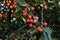 Ripe cherry. Blushing berries on the branches. Healthy fruits and snacks. tree.