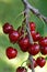 Ripe Cherry Branch
