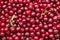 Ripe cherry. Cherry background. Fruit background. Natural appearance without processing