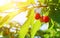 Ripe cherry on a green branch in sunlight