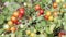 Ripe cherry tomato bush red and yellow tomatoes on a green bush. summer harvest