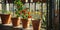 Ripe cherry tomatoes growing in terracotta pots on Sunny Balcony