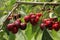 Ripe cherrys hanging on the branch in the orchard.