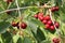 Ripe cherrys hanging on the branch in the orchard.