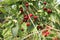 Ripe cherrys hanging on the branch in the orchard.