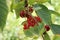 Ripe cherrys and redcurrant hanging on the branch in the orchard.