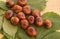 Ripe chestnut fruits lays on green leaves