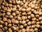 Ripe Chestnut seed for snack background
