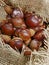 Ripe Chestnuts in the jute hessian sack bag on the market`s disp