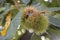 Ripe chestnuts up close at a tree