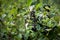 Ripe chokeberry fruits on tree branches