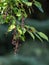 Ripe Chokecherries Hanging from the Tree