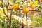 Ripe citron fruit on a branch in the garden. Harvest Concept